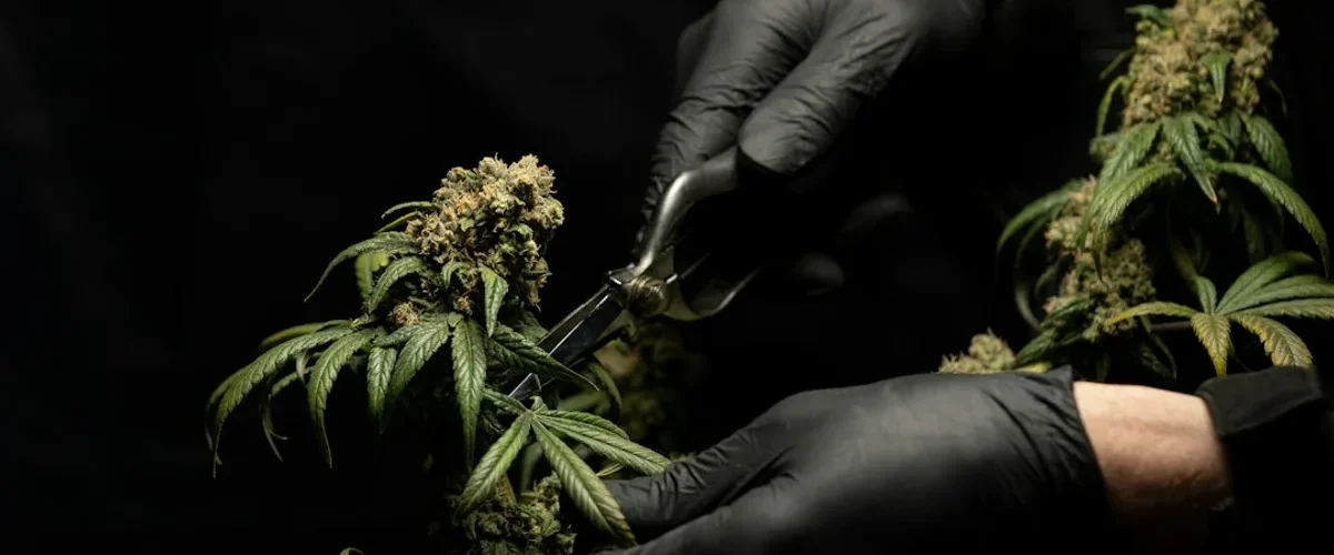 processus sechage cure affecte qualite fleurs cbd