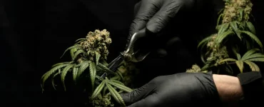 processus sechage cure affecte qualite fleurs cbd